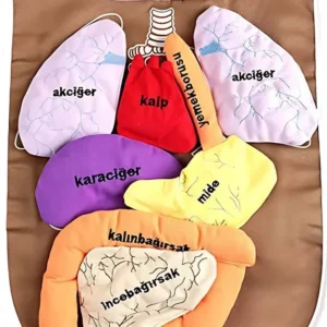 Organ Önlüğü